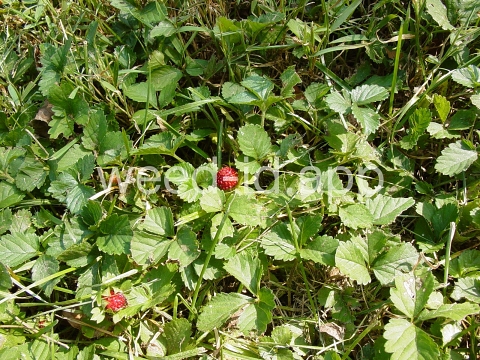 mockstrawberry, Indian